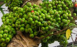 Ngừa Ung Thư Với Quả Sung