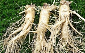 Sâm Hàn Quốc Khô Không Mất Hết Chất Như Bạn Vẫn Nghĩ