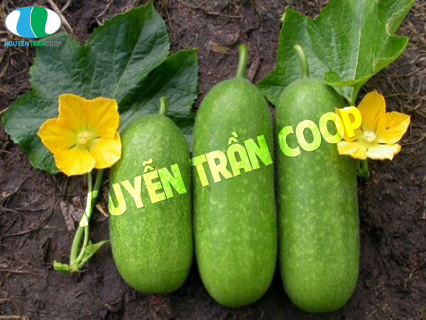 Rau củ chăm sóc sức khỏe sau tết 4