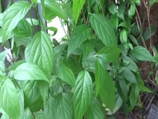 thao duoc cay xuong khi chua ung thu hieu qua