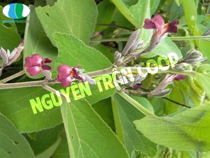 Thực hư về Cây An Xoa chữa bệnh gan