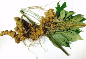 điều cần biết về sâm ngọc linh