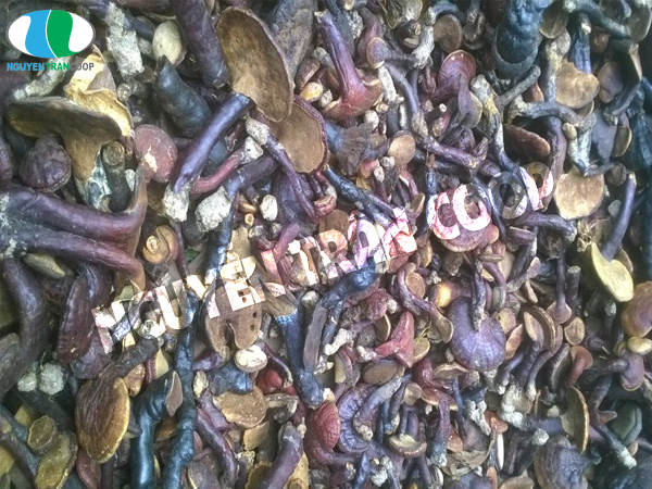 Bạn nên xem ngay cách trị mất ngủ bằng Nấm Lim Xanh