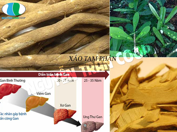 Bệnh ung thư phổi nên ăn gì? Chế độ ăn cho người ung thư phổi?