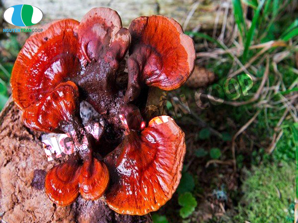 Ít người biết cách dùng Nấm Lim Xanh chữa tiểu đường