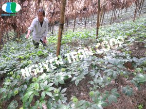 Nên uống Tam Thất Bắc lúc nào trong ngày là tốt nhất?