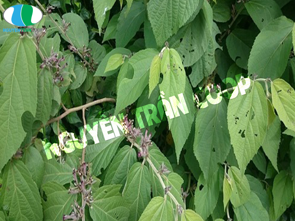 Hình ảnh cây an xoa