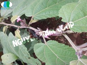 Sự thật về Cây An Xoa chữa bệnh gan