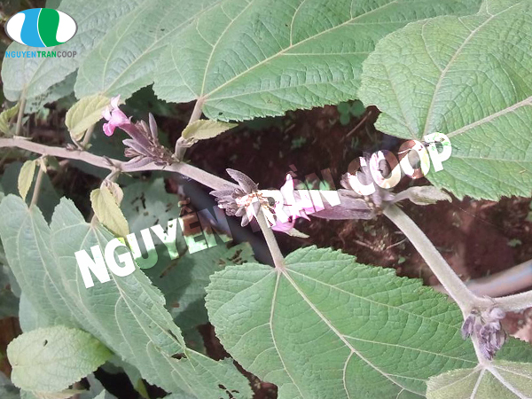 Hình ảnh cây an xoa chữa bệnh