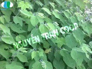 Sự thật về Cây An Xoa chữa bệnh gan