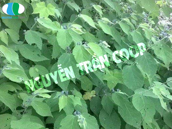 Hình ảnh cây an xoa