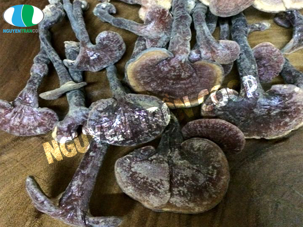 Polysaccharide trong dược chất của Nấm Lim Xanh có tác dụng gì?