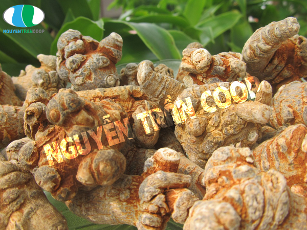 Bật mí cho bạn cách bảo quản Tam Thất Bắc tươi dễ dàng