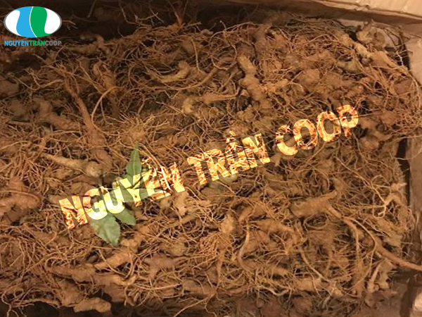 Bật mí cho bạn cách bảo quản Tam Thất Bắc tươi dễ dàng