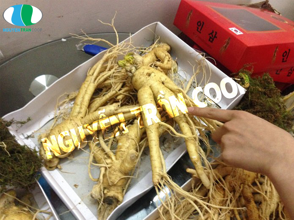 Vì sao nên dùng sâm hàn quốc