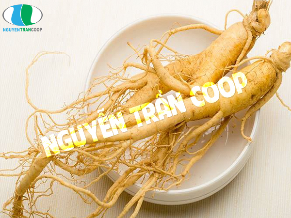 Lợi ích từ sâm hàn quốc