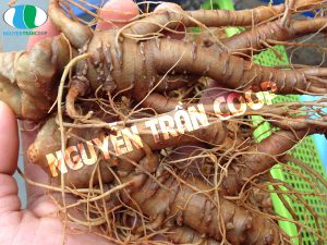 Cách ngâm rượu Tam Thất Bắc tươi thật ngon