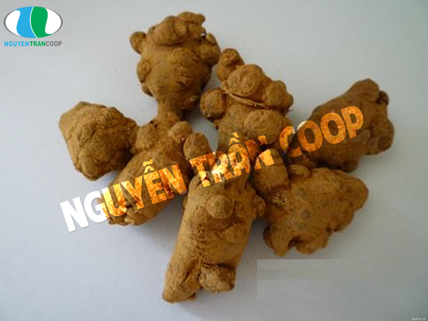 Cách ngâm rượu Tam Thất Bắc tươi thật ngon