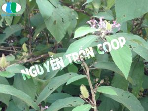 Uống Cây An Xoa như thế nào là đúng?