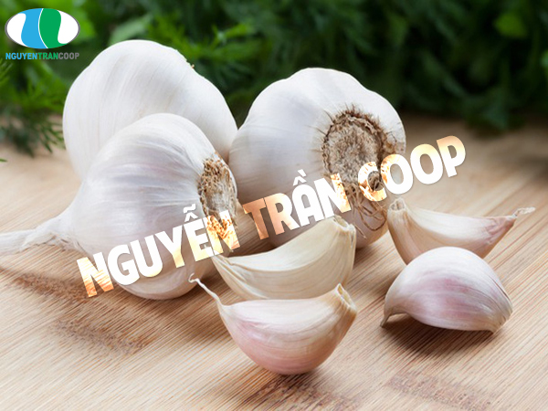 tỏi cho người xơ vữa động mạch