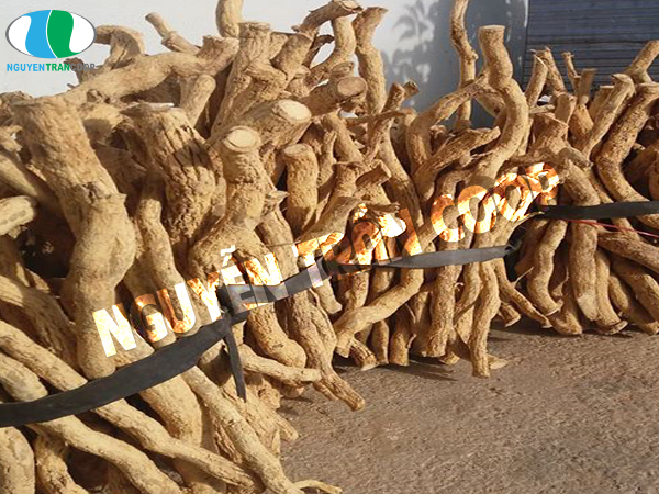 Điểm mặt rễ cây Xáo Tam Phân thật và giả