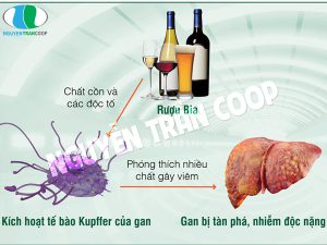 Dùng Cây An Xoa bảo vệ gan cho người uống nhiều bia rượu