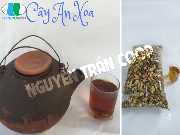 Dùng Cây An Xoa bảo vệ gan cho người uống nhiều bia rượu