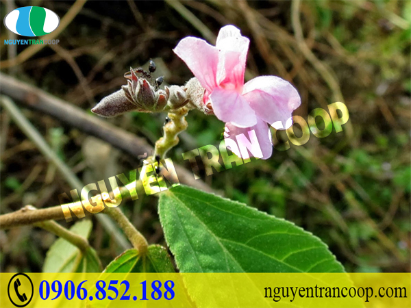 Dùng Cây An Xoa chữa viêm gan có hiệu quả không?