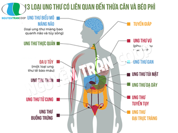 Giảm nỗi lo về tác hại của bệnh béo phì nhờ Nấm Lim Xanh