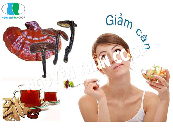 Giảm nỗi lo về tác hại của bệnh béo phì nhờ Nấm Lim Xanh