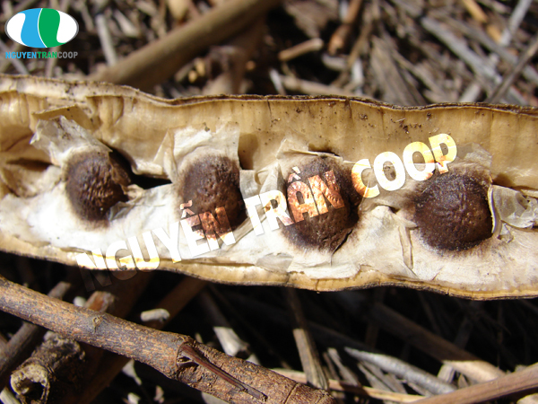 Hạt Chùm Ngây giá bao nhiêu tiền 1 kg? Nên mua ở đâu?