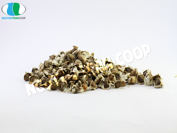 Hạt Chùm Ngây và tác dụng chữa bệnh đáng kinh ngạc