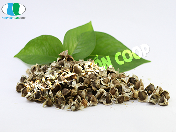 Hạt Chùm Ngây và tác dụng chữa bệnh đáng kinh ngạc