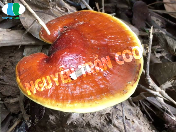 Không nên bỏ qua tác dụng Nấm Lim Xanh chữa xơ gan