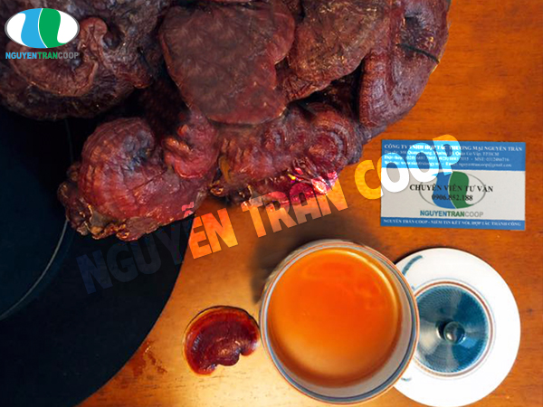 Không nên bỏ qua tác dụng Nấm Lim Xanh chữa xơ gan
