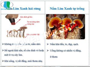 Làm thế nào để nhận biết Nấm Lim Xanh rừng?