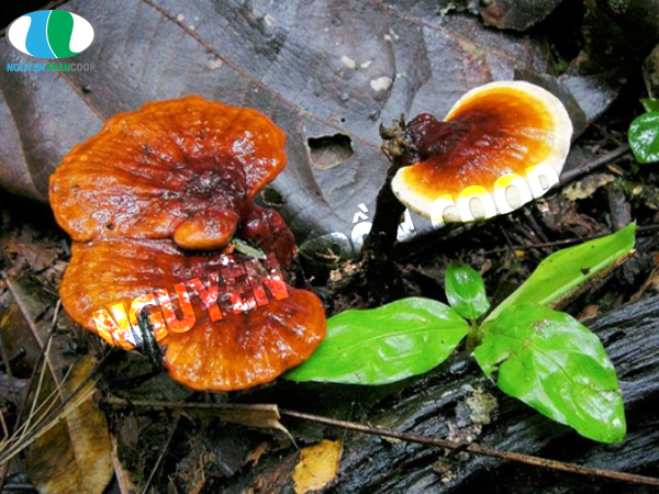 Làm thế nào để nhận biết Nấm Lim Xanh rừng?