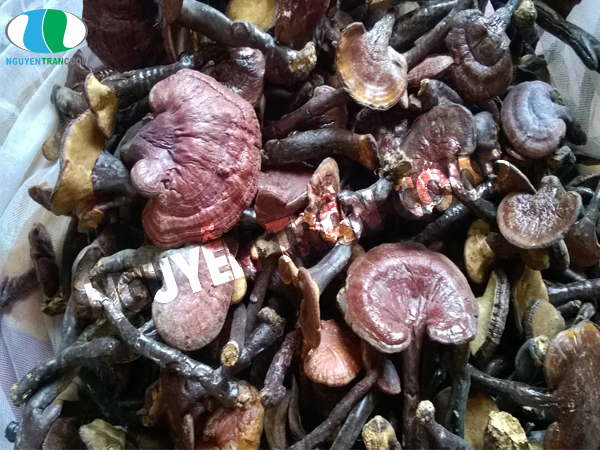 Mách bạn cách tận dụng bã Nấm Lim Xanh làm đẹp da