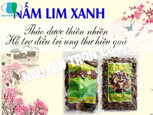 Nấm Lim Xanh bán ở đâu là uy tín và chất lượng nhất?