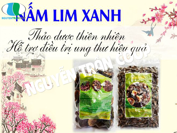 Nấm Lim Xanh bán ở đâu là uy tín và chất lượng nhất?