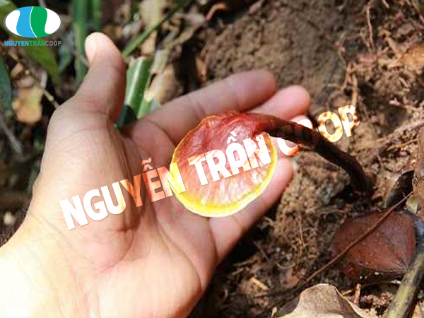 Nấm Lim Xanh bị mọt có sử dụng được nữa không?