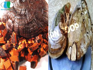 Nấm Lim Xanh bị mọt có sử dụng được nữa không?