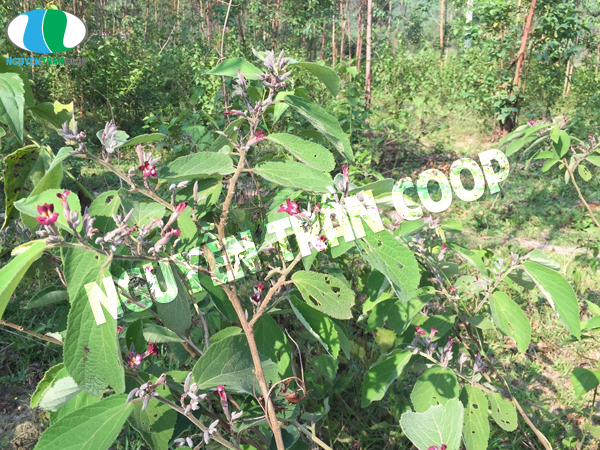 Người bệnh gan nên ăn gì là tốt nhất?