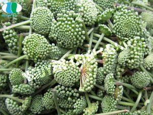 Những bộ phận có thể sử dụng làm thuốc của Tam Thất Bắc