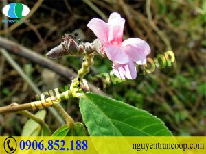 Phương pháp điều trị xơ gan giai đoạn đầu là như thế nào?