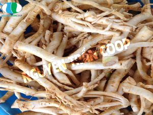 Sâm Dây Ngọc Linh được tìm thấy ở đâu?