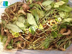 Sâm Ngọc Linh chữa bệnh gì mà giá gần trăm triệu?