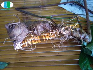 Sâm Ngọc Linh chữa bệnh gì mà giá gần trăm triệu?