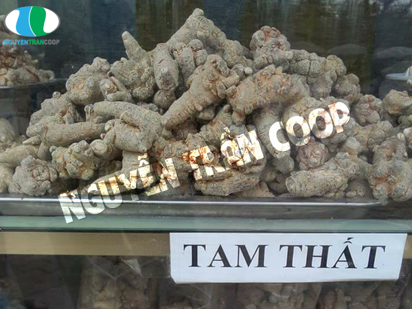 Sự thật bạn nên biết Tam Thất Bắc chữa bệnh gì?