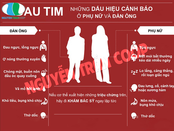 Tác dụng của Nấm Lim Xanh đối với các cơn đau tim